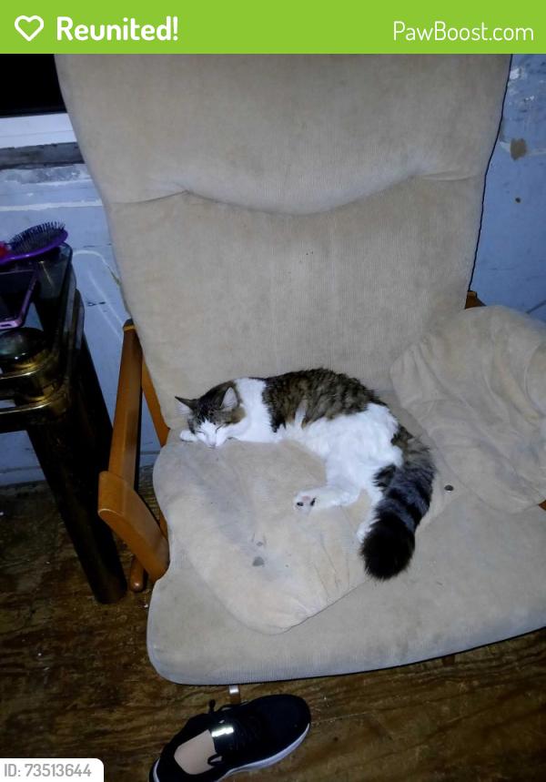 Reunited Female Cat last seen Geneva Way and 125th street, Apple Valley, MN 55124
