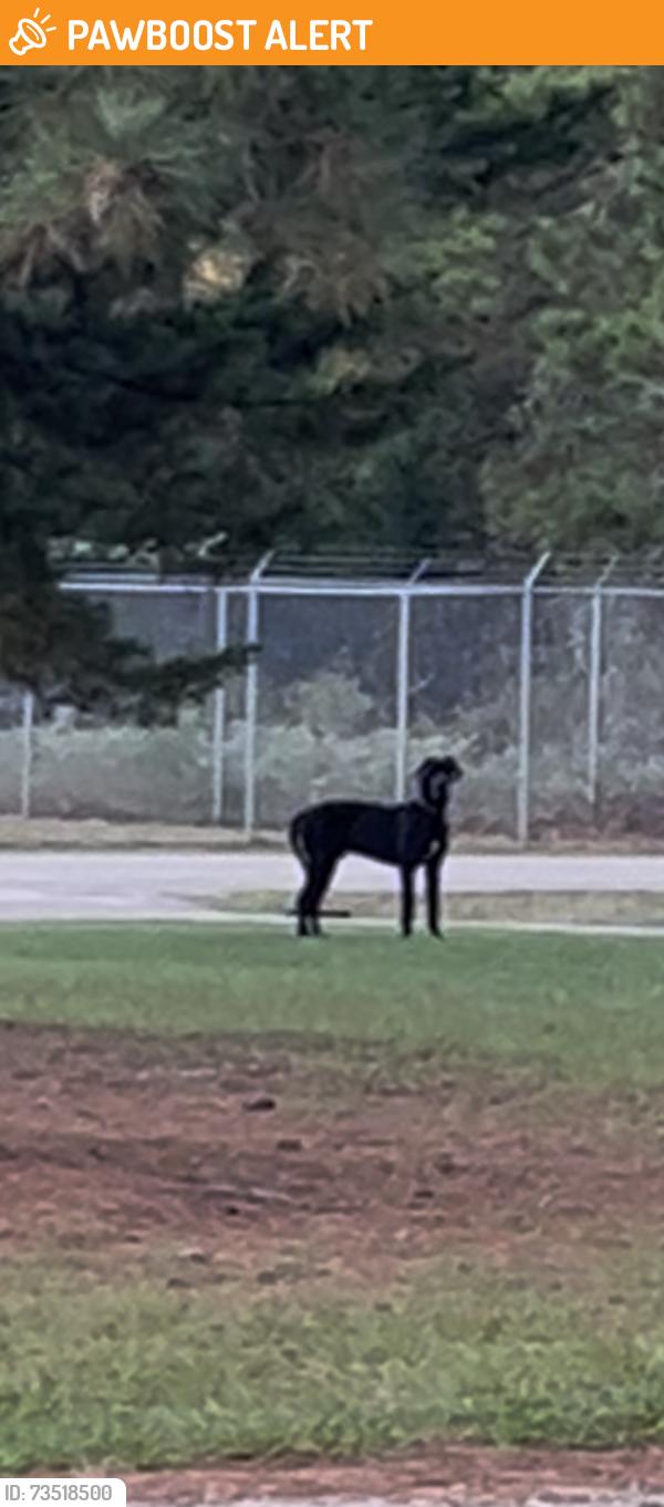 Found/Stray Male Dog last seen Near in Country Forrest, Montgomery County, TX 77354