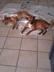 Reunited Male Dog last seen Sw 122 Avenue & 13 street, Miami, FL 33184