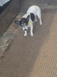 Reunited Male Dog last seen Near S 72nd Ave, Pensacola, FL 32506