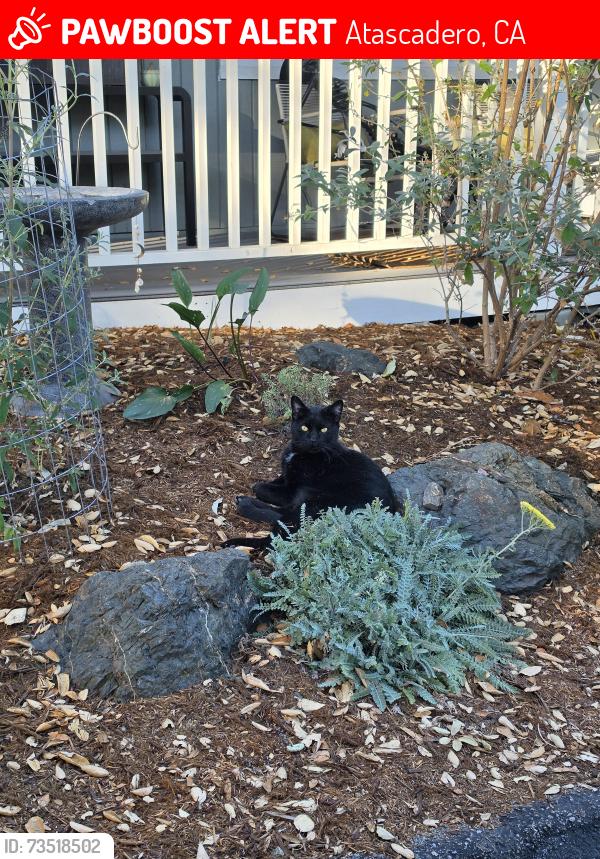 Lost Male Cat last seen Portola/carmelita, Atascadero, CA 93422