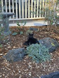 Lost Male Cat last seen Portola/carmelita, Atascadero, CA 93422