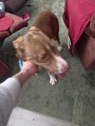 Found/Stray Male Dog last seen Dereon sire and pueblo, Pueblo, CO 81005