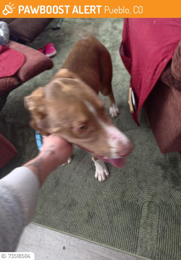 Found/Stray Male Dog last seen Dereon sire and pueblo, Pueblo, CO 81005