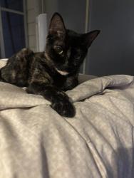 Lost Female Cat last seen Highpoint blvd, Brooksville, FL 34613