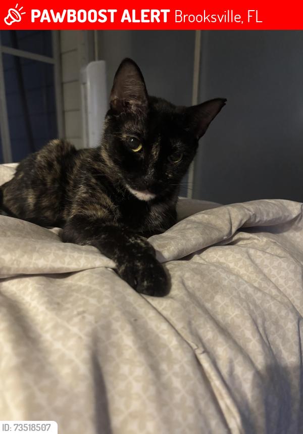 Lost Female Cat last seen Highpoint blvd, Brooksville, FL 34613