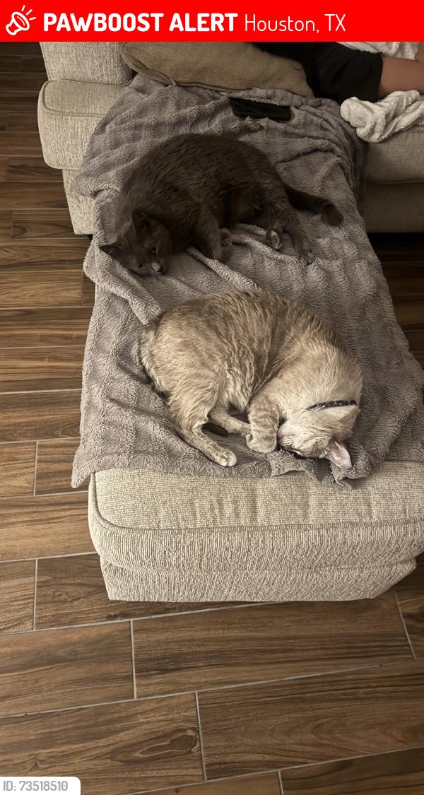 Lost Female Cat last seen Summerwood, Houston, TX 77044