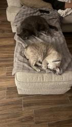 Lost Female Cat last seen Summerwood, Houston, TX 77044