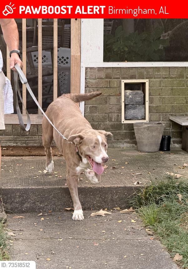 Lost Female Dog last seen Steven Drive, Birmingham, AL 35226