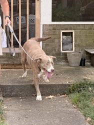 Lost Female Dog last seen Steven Drive, Birmingham, AL 35226