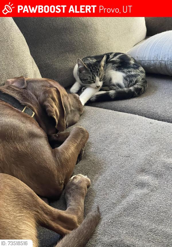 Lost Male Cat last seen Dollar general, Provo, UT 84606
