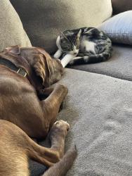 Lost Male Cat last seen Dollar general, Provo, UT 84606