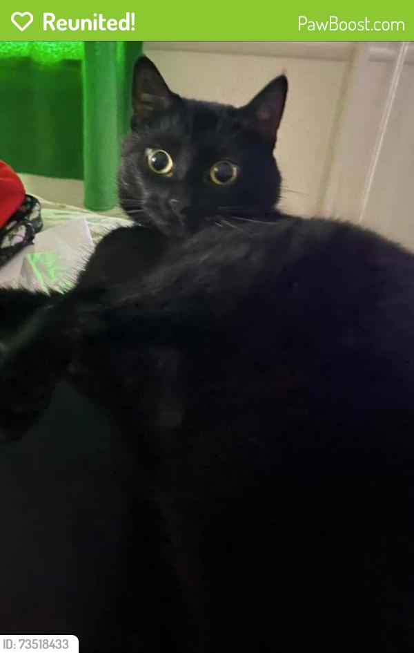 Reunited Male Cat last seen Charlie Ave. , south side,, Bloomington, IN 47403