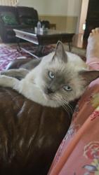 Lost Male Cat last seen Golden Field, Houston, TX 77059