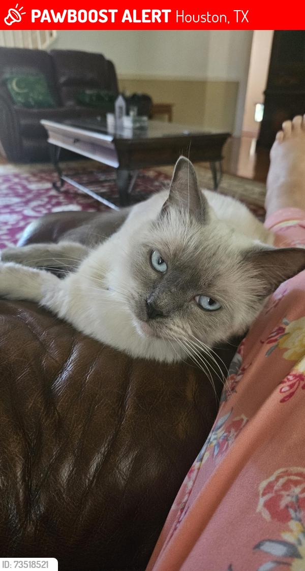 Lost Male Cat last seen Golden Field, Houston, TX 77059