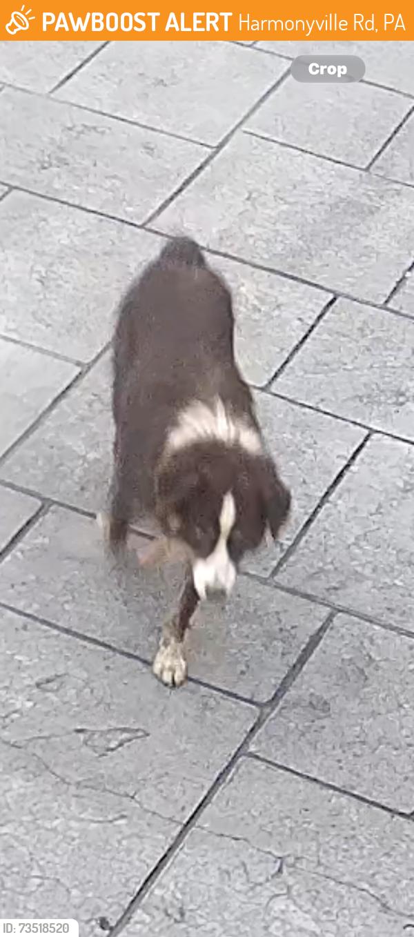 Found/Stray Unknown Dog last seen Keim Road, Elverson, Harmonyville Rd, PA 19465