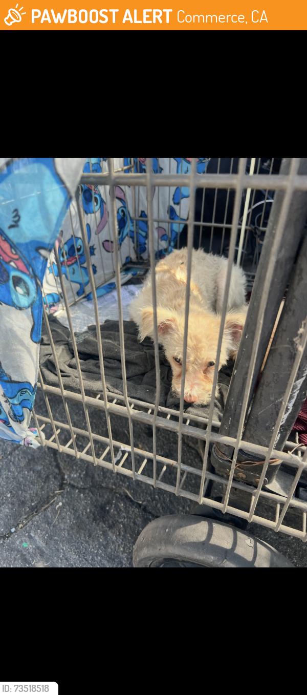 Found/Stray Male Dog last seen Union Pacific, Commerce, CA 90040