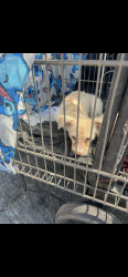 Found/Stray Male Dog last seen Union Pacific, Commerce, CA 90040