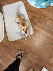 Found/Stray Female Dog last seen Moose Road, Rockwell, NC 28138