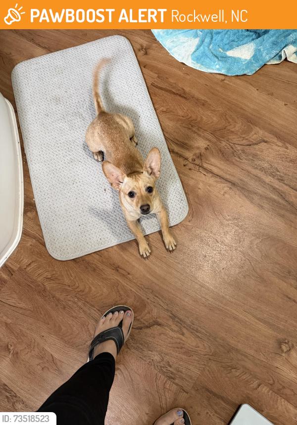 Found/Stray Female Dog last seen Moose Road, Rockwell, NC 28138