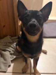 Found/Stray Male Dog last seen Park ave, Riviera Beach, FL 33404