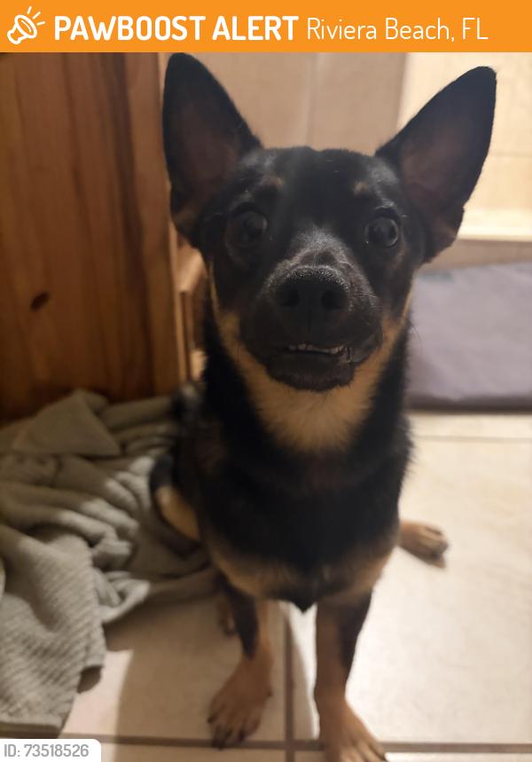 Found/Stray Male Dog last seen Park ave, Riviera Beach, FL 33404
