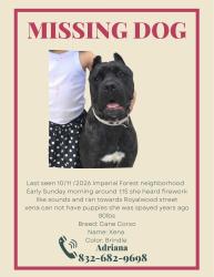 Lost Female Dog last seen Royalwood and Treshill court 77049, Houston, TX 77049