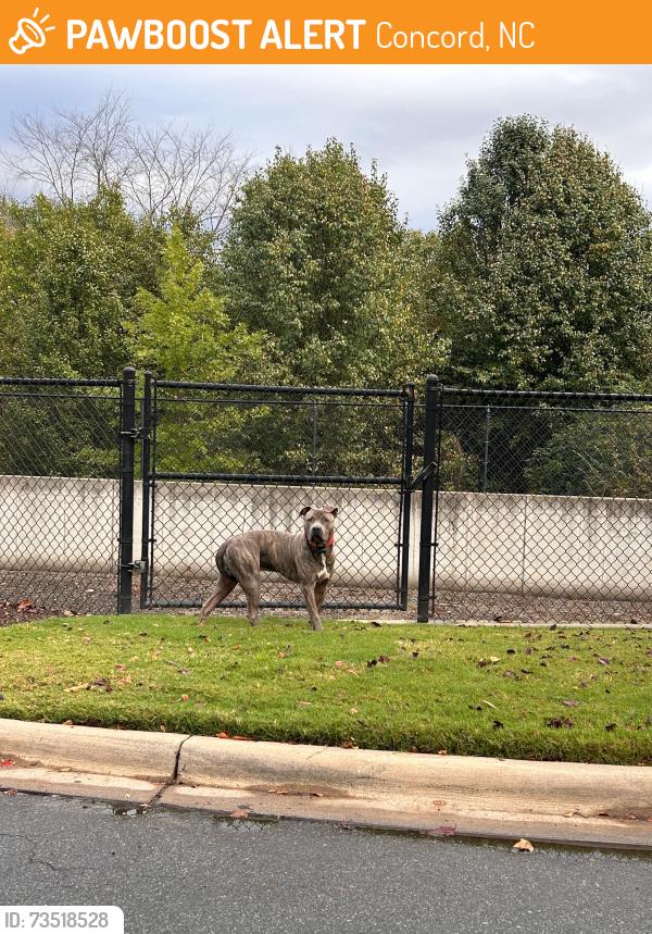 Found/Stray Male Dog last seen Behind the Dunkin’ Donuts, Concord, NC 28027