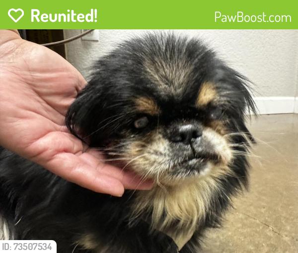 Reunited Female Dog last seen Near W 81st Street Odessa Texas 79764, Odessa, TX 79764