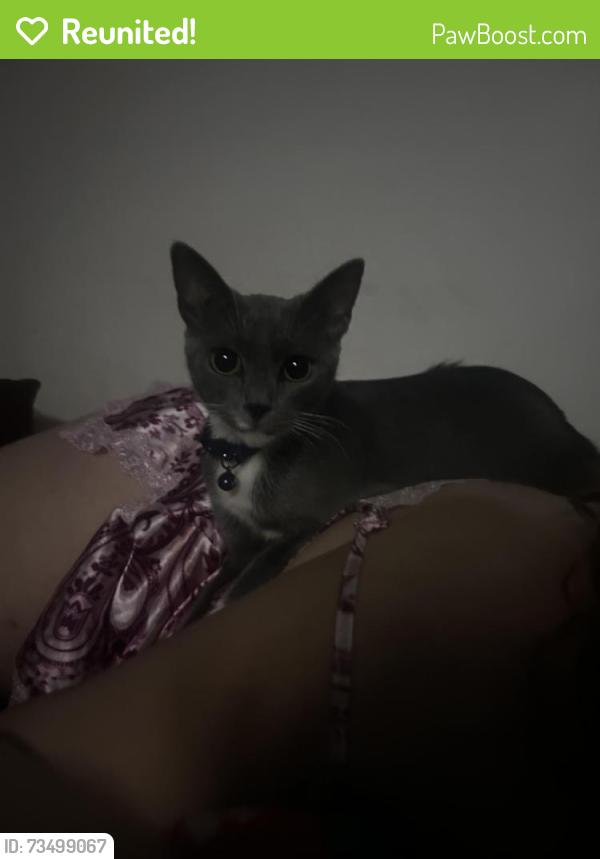 Reunited Female Cat last seen The oaks boulevard, Kissimmee, FL 34746