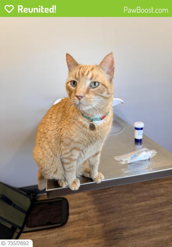 Reunited Male Cat last seen WALLASTON CIRCLE, Charles County, MD 20645