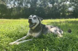 Lost Male Dog last seen W Fork Rd, Cascade, VA 24069