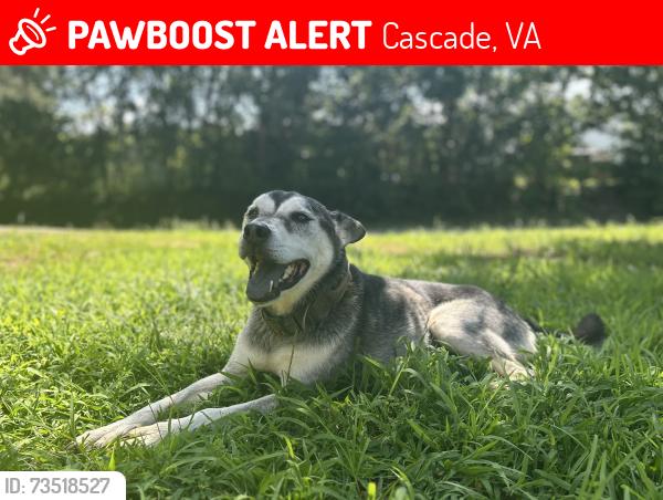 Lost Male Dog last seen W Fork Rd, Cascade, VA 24069