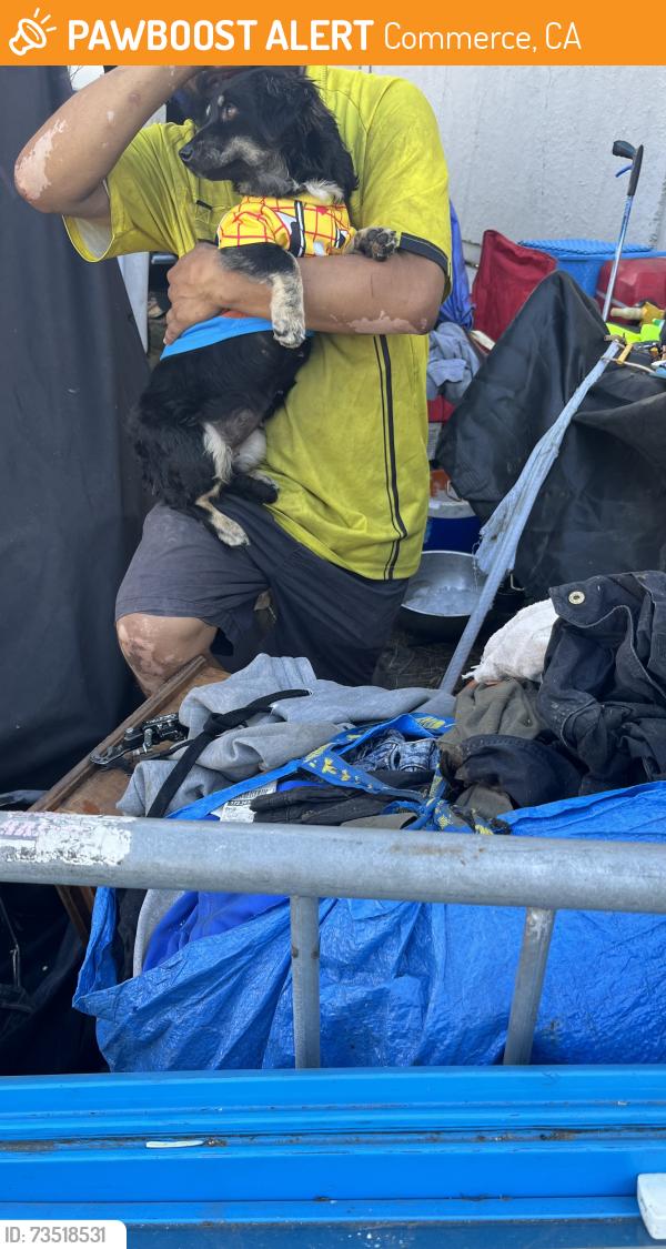 Found/Stray Female Dog last seen Union Pacific, Commerce, CA 90040