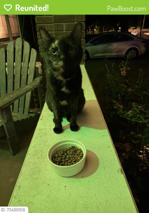Reunited Unknown Cat last seen Mignon and McLean, Memphis, TN 38107