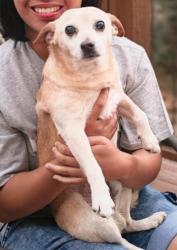 Lost Male Dog last seen Unser and Paradise, Albuquerque, NM 87114