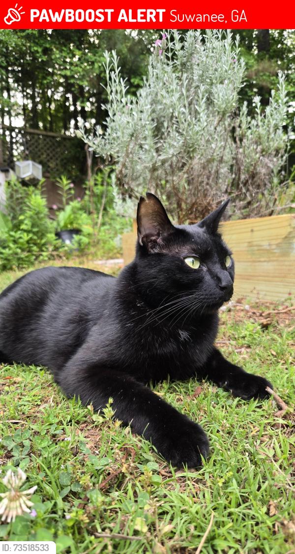 Lost Male Cat last seen Mcginnis ferry and burnette rd, Suwanee, GA 30024