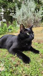 Lost Male Cat last seen Mcginnis ferry and burnette rd, Suwanee, GA 30024