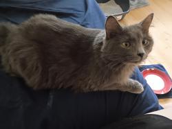 Reunited Female Cat last seen Neola Road, Silver Spring, MD 20906