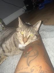 Lost Male Cat last seen Morton street and Pomona street, Philadelphia, PA 19144