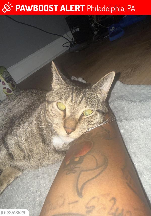 Lost Male Cat last seen Morton street and Pomona street, Philadelphia, PA 19144