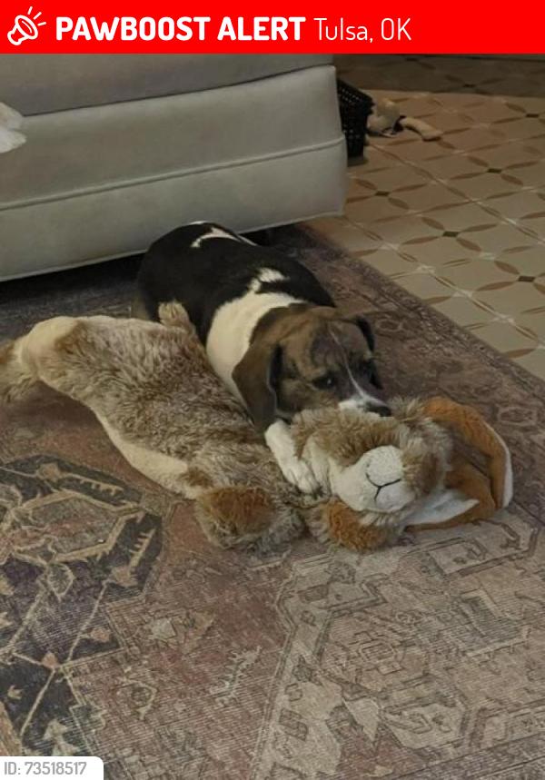 Lost Female Dog last seen 26th & Lewis, Tulsa, OK 74114