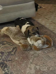 Lost Female Dog last seen 26th & Lewis, Tulsa, OK 74114