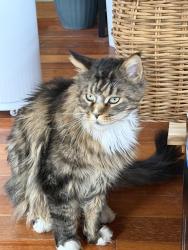 Lost Male Cat last seen Douglas Dr, Carlisle, PA 17013