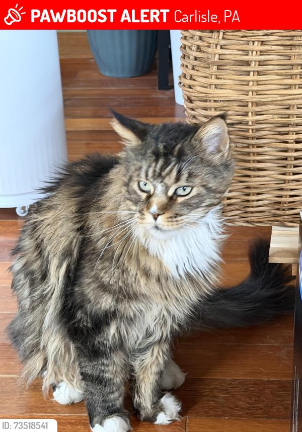 Lost Male Cat last seen Douglas Dr, Carlisle, PA 17013
