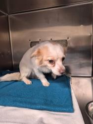 Shelter Stray Female Dog last seen HAZELWOOD POLICE, 10521 Baur Blvd, Olivette, MO 63132, USA