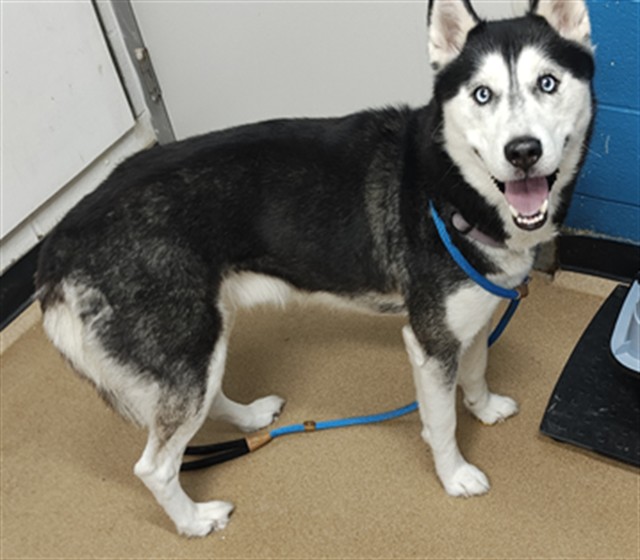 Shelter Stray Male Dog last seen OFALLON, 4850 Mid Rivers Mall Dr, St Peters, MO 63376, USA