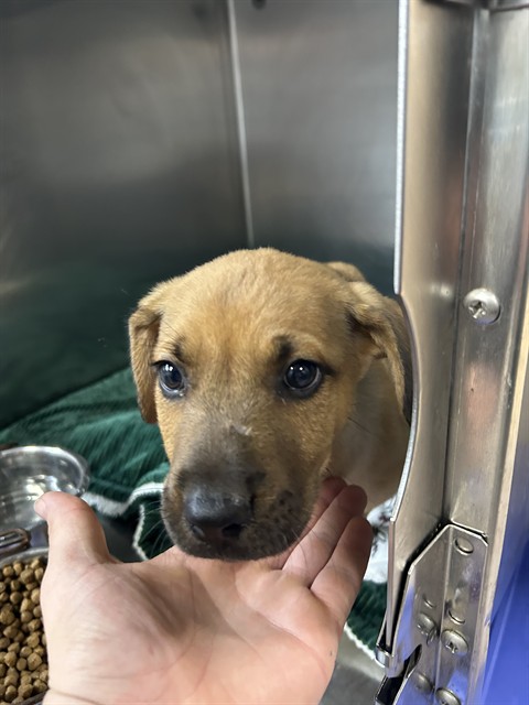 Shelter Stray Female Dog last seen TOWERLY RD, 1601 Airport Rd, Shelby, NC 28150, USA