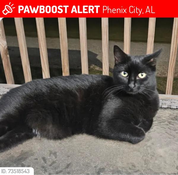 Lost Female Cat last seen Near Mocassin Dr Phenix City, al, Phenix City, AL 36869