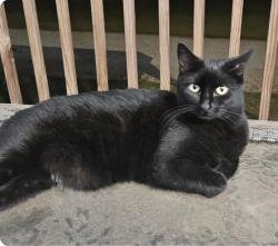 Lost Female Cat last seen Near Mocassin Dr Phenix City, al, Phenix City, AL 36869